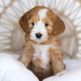 Australian Labradoodles from Lovely Doodle Lane