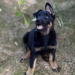 German Shepherd Puppies from Vom Haus Elbrus Kennel