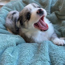 Miniature Australian Shepherd Puppies from Penn Creek Aussies