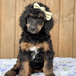 Nessa-Rose - Phantom female Poodle puppy in Bellville, Ohio from Cedar Ridge Standard Poodles