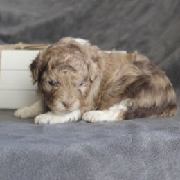 Harvest - Red merle male Aussiedoodle puppy in Loretto, Tennessee from K Kountry Farm