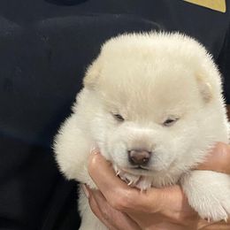 Girl 2 - Cream Shiba Inu puppy in San Antonio, Texas from Texa's Shiba Inus