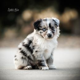 Rich Strike - Blue merle male Miniature American Shepherd puppy in Herriman, Utah from Painted Blue Aussies