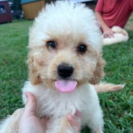 Lucian with training - Buff male Cockapoo puppy in Boonville, North Carolina from Doods & Dolls