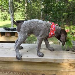 German Shorthaired Pointer Puppies from Bee Stepien