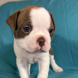Rudolph - Red male Boston Terrier puppy in Kingsport, Tennessee from Dreamweaver Bostons