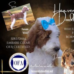 Irish Doodle and Poodle Puppies from Heavenly Poodles