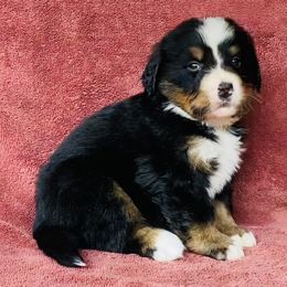 Yellow Collar Female - Black rust and white female Bernese Mountain Dog puppy in Bristol, Tennessee from Holston Hollow Farm
