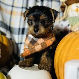 Yorkshire Terrier Puppies from Prims Puppies LLC