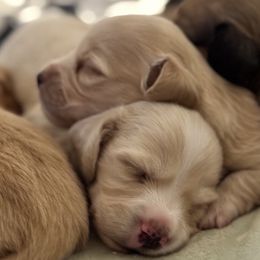 Dachshunds from Denali Mini Dachshunds