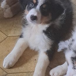 BELLA - Black tri-color female Australian Shepherd puppy in Elk Creek, Missouri from Hearts on Fire Australian Shepherds