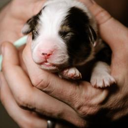 Cain - Black and tan male Pembroke Welsh Corgi puppy in South Otselic, New York from Ridge Top Corgis