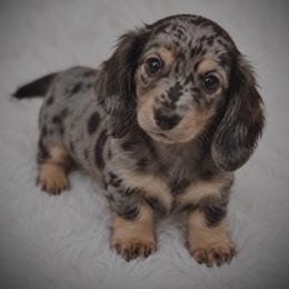 Remmi - Black and tan female Dachshund puppy in Fredricktown, Missouri from Ivy Cream Dachshunds