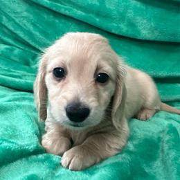 Potato - Cream male Dachshund puppy in Memphis, Tennessee from River City Doxies