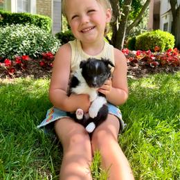 STORMY - Black & white male Toy Shetland Sheepdog puppy in Livonia, Michigan from M7’s Shelties, Toonies & AussieDoodles
