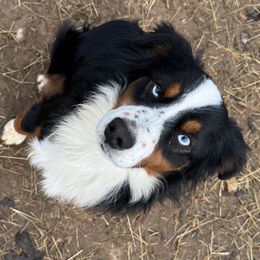 Bay - Australian Shepherd