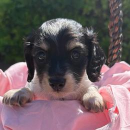 Holly - Dapple female Dachshund puppy in Hanford, California from Cooper Gals Doxies