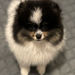 Theodore - Tri-colored male Pomeranian puppy in Palatka, Florida from Sugarland Pomeranians