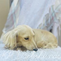 Charlotte - Dachshund