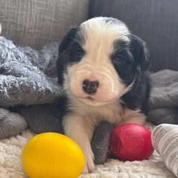 Till - Black and white male Border Collie puppy in Mckinney, Texas from Border Collies of Ruidoso