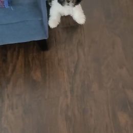 Shih Tzu Puppies from Pup Paw-lace