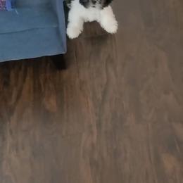 Shih Tzu Puppies from Pup Paw-lace