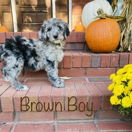 Aussiedoodle, Goldendoodle, and Sheepadoodle Puppies from The Yuppy Puppy Doodle Company