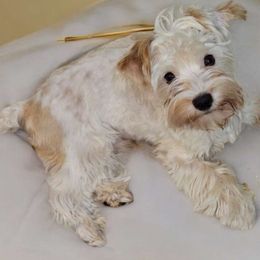 Peter - Yorkshire Terrier