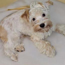 Peter - Yorkshire Terrier