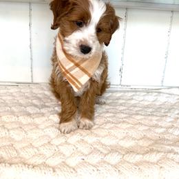 Harry Potter - Red  male Goldendoodle puppy in Saratoga Springs, Utah from DayDreamDoodles