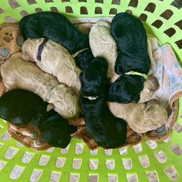 F1 Goldendoodle Lime green collar - Parti female Goldendoodle puppy in Rainier, Washington from Hanson’s NW Goldens & Doodles