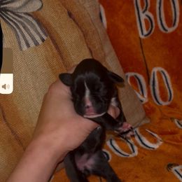 Girl 3 - Brindle female Boxer puppy in Saugerties, New York from Nala’s Pride