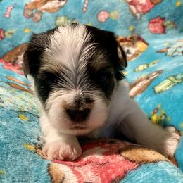 Double Doodle, Maltipoo, Morkie, and Yorkipoo Puppies from Danza Bolo