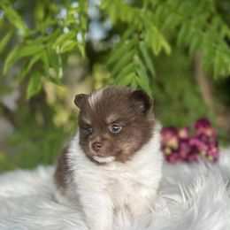 Abigail - Chocolate parti female Pomeranian puppy in Sandia, Texas from Broken Arrow Poms