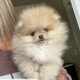 Eros - Cream sable parti male Pomeranian puppy in Morgan, Utah from Rockstar Rigby Pomeranians