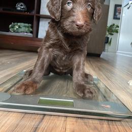 Labradoodle Puppies from CC Labradoodles
