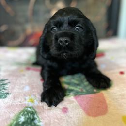 Cocker Spaniel Puppies from Fleur de Lis Cockers- Cuchna Cockers