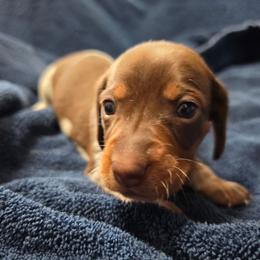 Bart - Piebald male Dachshund puppy in Stillwater, Oklahoma from Shade Tree Dachshunds