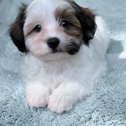 Rolly - Red brindle male Havanese puppy in Wappapello, Missouri from Titanium Havanese LLC