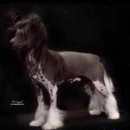 Hank - Chinese Crested