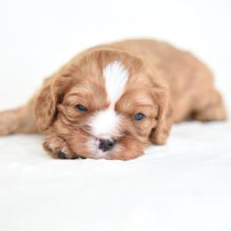 Mel - Ruby female Cavalier King Charles Spaniel puppy in Lawton, Oklahoma from Lindsey’s Cavies