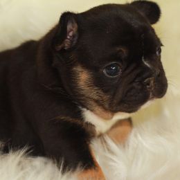 French Bulldog Puppies from Carbonite French Bulldogs