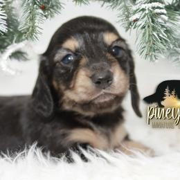 Dachshund Puppies from Piney Woods Miniature Dachshunds