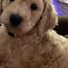 Poodle Puppies from Desert Horizon poodles