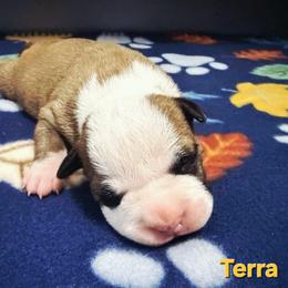 Terra - Red female American Staffordshire Terrier puppy in Clintwood, Virginia from SkyBlue Kennel