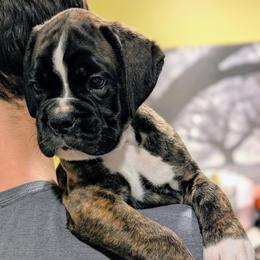 Carmen - Brindle female Boxer puppy in Springfield, Missouri from ReMa Boxers