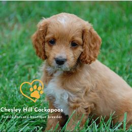 Cockapoo Puppies from Chesley Hill Cockapoos
