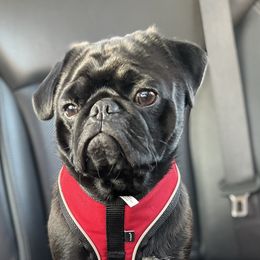 Drake - Pug