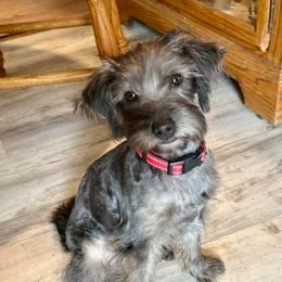 Girl 1 - Gray female Yorkipoo puppy in Walla Walla, Washington from Linda Sherman