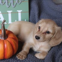 Ruger - Cream male Dachshund puppy in Keota, Oklahoma from Skyview Doxie Ranch